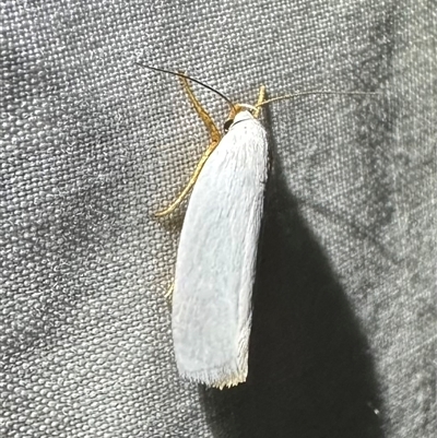 Xylorycta luteotactella (A Gelechioid moth) at Arakoon, NSW - 8 May 2025 by Pirom