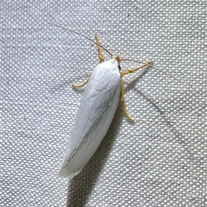 Xylorycta luteotactella at Arakoon, NSW - 8 May 2025 09:19 PM