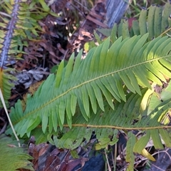 Blechnum nudum (Fishbone Water Fern) at Paddys River, NSW - 15 May 2025 by joscobie