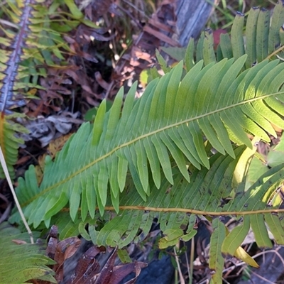 Blechnum nudum (Fishbone Water Fern) at Paddys River, NSW - 15 May 2025 by joscobie