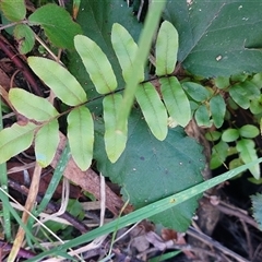 Blechnum wattsii (Hard Water Fern) at Paddys River, NSW - 15 May 2025 by joscobie