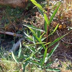 Lomatia myricoides (River Lomatia) at Paddys River, NSW - 15 May 2025 by joscobie