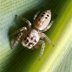 Opisthoncus grassator (Jumping spider) at Reid, ACT - 15 May 2025 by Pirom