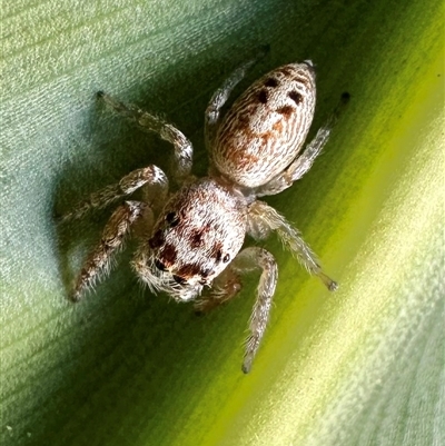Opisthoncus grassator (Jumping spider) at Reid, ACT - 15 May 2025 by Pirom