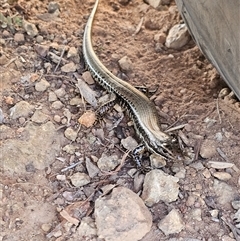 Eulamprus heatwolei (Yellow-bellied Water Skink) at Burrinjuck, NSW - 15 May 2025 by Bidge