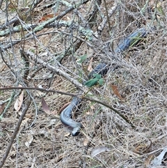 Pseudechis porphyriacus (Red-bellied Black Snake) at Burrinjuck, NSW - 15 May 2025 by Bidge