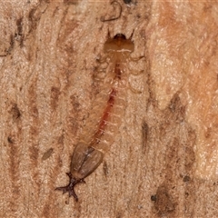 Platisus sp. (genus) (Flat bark beetle) at Flynn, ACT - 14 May 2025 by kasiaaus