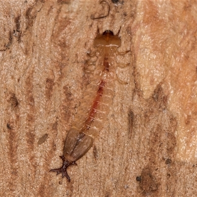 Platisus sp. (genus) (Flat bark beetle) at Flynn, ACT - 14 May 2025 by kasiaaus