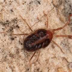 Erythraeidae (family) (Erythraeid mite) at Flynn, ACT - 14 May 2025 by kasiaaus