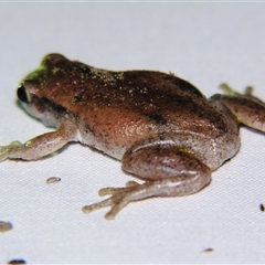 Unverified Frog at Barcaldine, QLD - 30 Oct 2009 by PJH123
