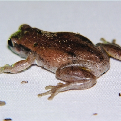 Unverified Frog at Barcaldine, QLD - 30 Oct 2009 by PJH123