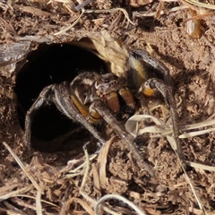 Tasmanicosa sp. (genus) (Tasmanicosa wolf spider) at Dry Plain, NSW - 10 Aug 2024 by AndyRoo