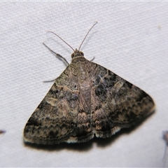 Mocis alterna (Bean Looper) at Barcaldine, QLD - 30 Oct 2009 by PJH123