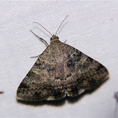 Mocis alterna (Bean Looper) at Barcaldine, QLD - 30 Oct 2009 by PJH123