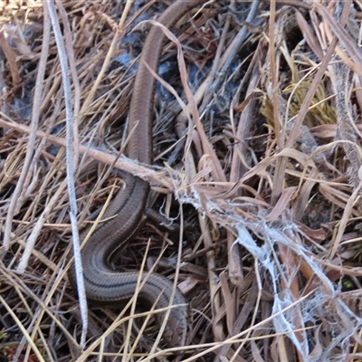 Acritoscincus duperreyi (Eastern Three-lined Skink) at Dry Plain, NSW - 10 Aug 2024 by AndyRoo
