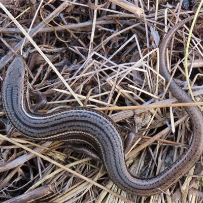 Acritoscincus duperreyi (Eastern Three-lined Skink) at Dry Plain, NSW - 10 Aug 2024 by AndyRoo