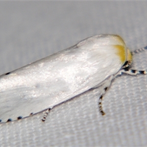 Cryptophasa (genus) at Longreach, QLD - 31 Oct 2009 by PJH123