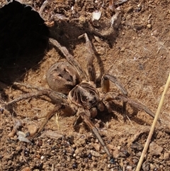 Tasmanicosa sp. (genus) (Tasmanicosa wolf spider) at Dry Plain, NSW - 10 Aug 2024 by AndyRoo