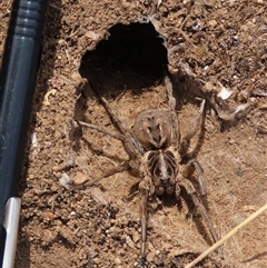 Tasmanicosa sp. (genus) at Dry Plain, NSW - 10 Aug 2024 01:11 PM