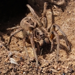 Tasmanicosa sp. (genus) at Dry Plain, NSW - 10 Aug 2024 01:11 PM