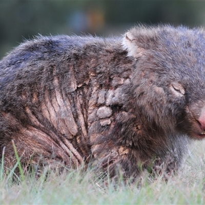 Vombatus ursinus (Common wombat, Bare-nosed Wombat) at Strathnairn, ACT - 15 May 2025 by Harrisi