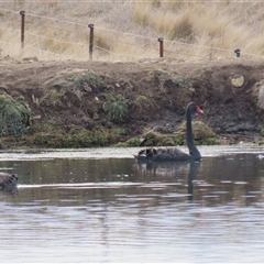 Cygnus atratus (Black Swan) at Dry Plain, NSW - 10 Aug 2024 by AndyRoo
