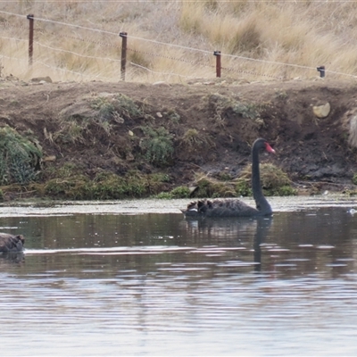 Cygnus atratus (Black Swan) at Dry Plain, NSW - 10 Aug 2024 by AndyRoo