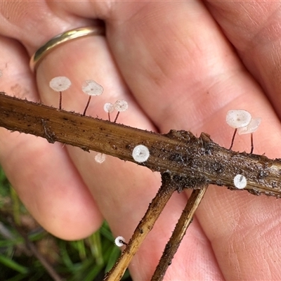 Gloiocephala epiphylla at Caparra, NSW - 14 May 2025 by maznee