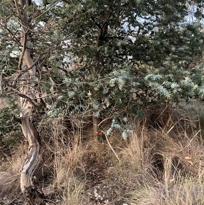 Acacia baileyana (Cootamundra Wattle, Golden Mimosa) at Kenny, ACT - 15 May 2025 by waltraud