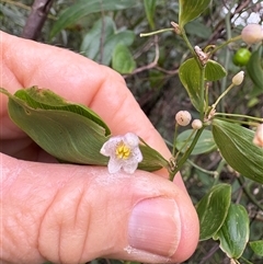 Eustrephus latifolius at Caparra, NSW - 15 May 2025 01:17 PM