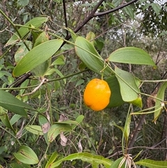 Eustrephus latifolius at Caparra, NSW - 15 May 2025 01:17 PM