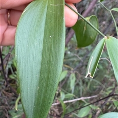 Eustrephus latifolius at Caparra, NSW - 15 May 2025 01:17 PM