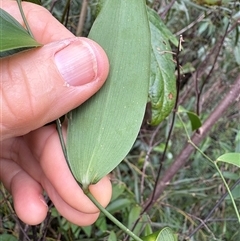 Eustrephus latifolius at Caparra, NSW - 15 May 2025 01:17 PM