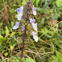 Coleus australis (Cockspur Flower) at Caparra, NSW - 10 May 2025 by maznee