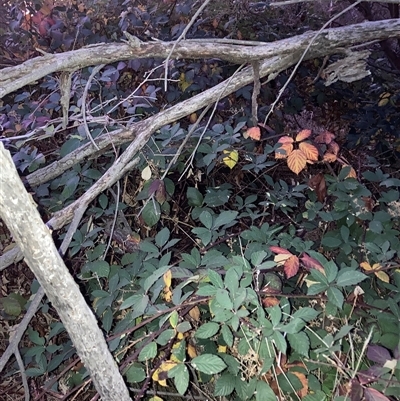 Rubus anglocandicans (Blackberry) at Kenny, ACT - 15 May 2025 by waltraud