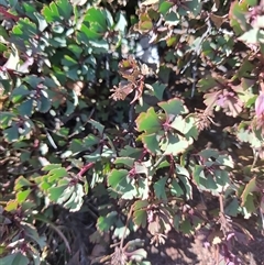 Bellendena montana (Mountain Rocket) at North Bruny, TAS - 15 May 2025 by LyndalT