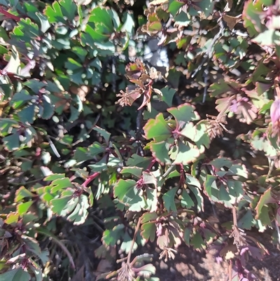 Bellendena montana (Mountain Rocket) at North Bruny, TAS - 15 May 2025 by LyndalT