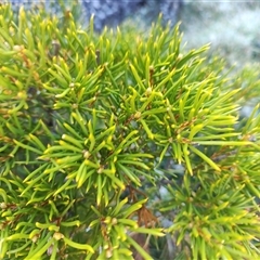Orites acicularis (Yellow bush) at North Bruny, TAS - 15 May 2025 by LyndalT