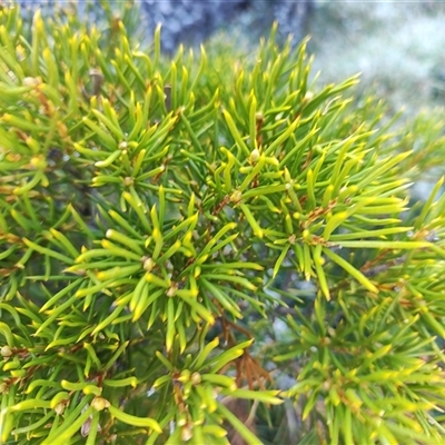 Orites acicularis (Yellow bush) at North Bruny, TAS - 15 May 2025 by LyndalT