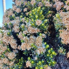 Ozothamnus ledifolius (Kerosene Bush) at Wellington Park, TAS - 15 May 2025 by LyndalT