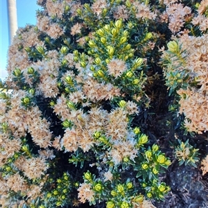 Ozothamnus alpinus at Wellington Park, TAS - Yesterday by LyndalT