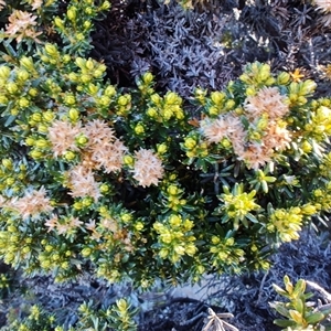 Ozothamnus ledifolius at Wellington Park, TAS - 15 May 2025 01:31 PM
