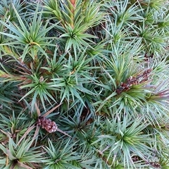 Richea scoparia (Honey bush) at Wellington Park, TAS - 15 May 2025 by LyndalT