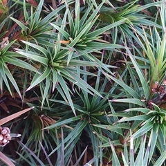 Richea scoparia at Wellington Park, TAS - 15 May 2025 01:30 PM