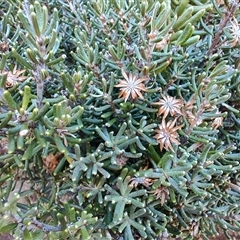 Olearia lepidophylla at Wellington Park, TAS - 15 May 2025 by LyndalT