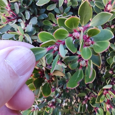 Tasmannia lanceolata (Mountain Pepper) at Wellington Park, TAS - 15 May 2025 by LyndalT