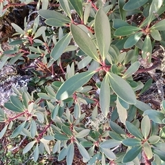 Tasmannia lanceolata at Wellington Park, TAS - 15 May 2025 01:28 PM