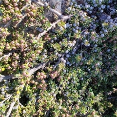 Leptospermum rupestre at Wellington Park, TAS - 15 May 2025 01:27 PM