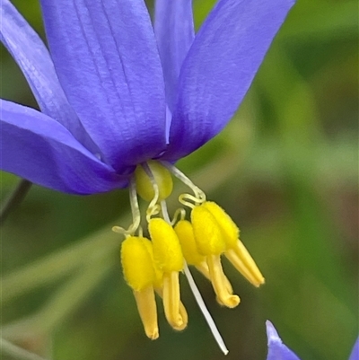 Stypandra glauca (Nodding Blue Lily) at Laguna, NSW - 11 Aug 2024 by Wirrimbirra