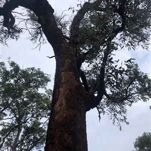 Eucalyptus squamosa at Laguna, NSW - 17 Mar 2021 by Wirrimbirra